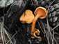 Narancsvörös álrókagomba (Hygrophoropsis aurantiaca), Budai-hegység. Narancssárga, hengeres tönk